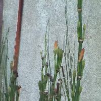 トクサ 木賊 の育て方 剪定や挿し木 株分けの方法は Greensnap グリーンスナップ