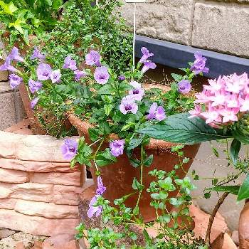 ハーブ タイムの投稿画像一覧 Greensnap グリーンスナップ