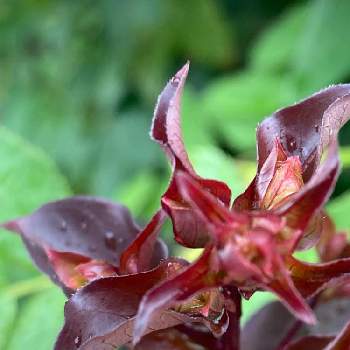 黒葉サルスベリの投稿画像一覧 Greensnap グリーンスナップ