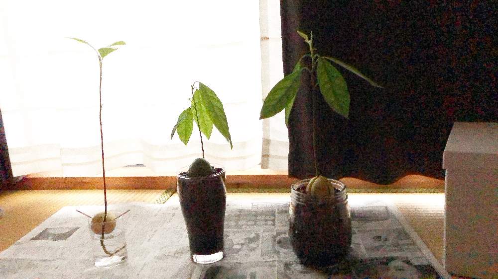 アボカドの投稿画像 By ぼっこさん ハイドロカルチャーのアボカドと窓辺と元気に育ちますようにと観葉植物とアボカド栽培とハイドロカルチャー と植え替えとアボ子と相談と花いろいろとハイドロカルチャーでアボカドと元気に育ちますようにと観葉植物とアボカド栽培と