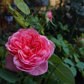 バラ ボスコベルの画像 by ＹＵＭＩＫＯさん | 小さな庭とバラ ボスコベルと私の癒し♡と薔薇愛同盟と花が好き❤とわれら17年組ときらまる印とおうち園芸とお花に癒されてと植中毒と2021 YUMIKO薔薇と花のある暮らしと大好き♡︎ʾʾとかわいいな♡といい色♡