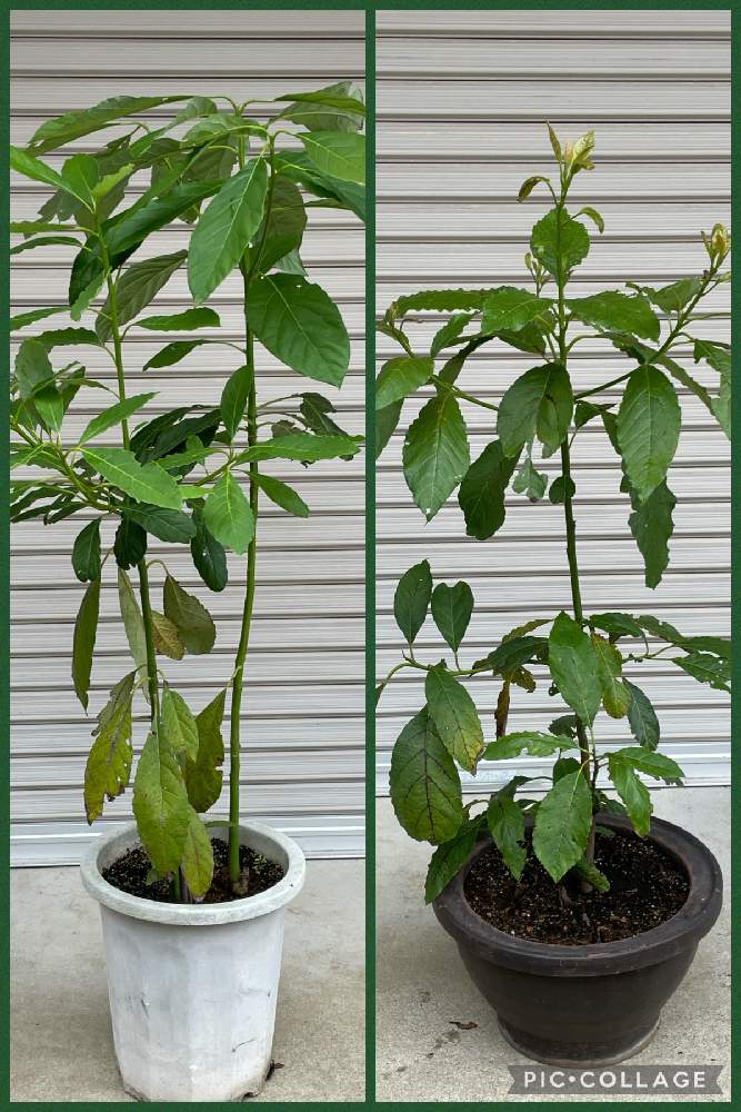 アボカドの投稿画像 By Kakirikeaさん アボカドの種からと 携帯撮影 とアボカドの種からと 携帯撮影 21月8月14日 Greensnap グリーンスナップ Greensnap グリーンスナップ