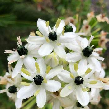 オーニソガラム サンデルシーの投稿画像一覧 Greensnap グリーンスナップ