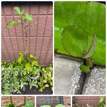 セイロンベンケイソウ Greensnap グリーンスナップ