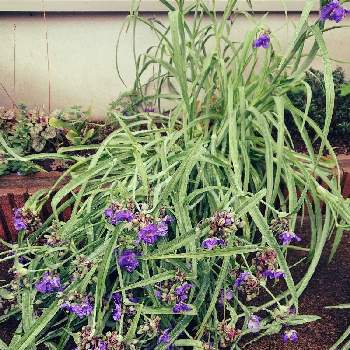 蒼いフォトグラフの画像 by たでくうさん | 小さな庭と紫露草と蒼いフォトグラフと茶花