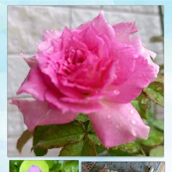 ニオイバンマツリ♡の画像 by フランさん | アプローチとピンク色のバラとシェラザード バラとにゃんこ大好き♡と素敵なお花とおうち園芸とはなのある暮らしと八重咲きペチュニア☆と綺麗なお花と紫色のお花とガーデニングとヘソ天と可愛いバラと綺麗なミニ薔薇とニオイバンマツリ♡と薔薇大好きとかわいいお花