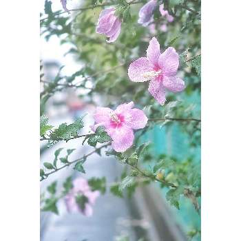 街路樹の投稿画像一覧 Greensnap グリーンスナップ