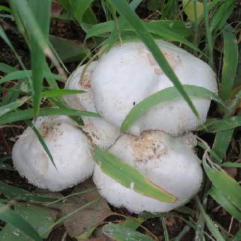 白いキノコの投稿画像一覧 Greensnap グリーンスナップ