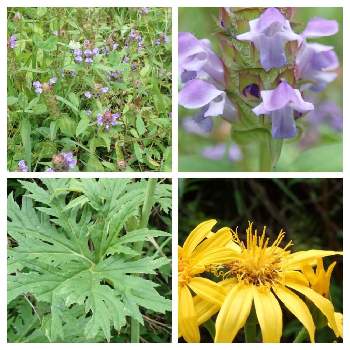 ハンカイソウの投稿画像一覧 Greensnap グリーンスナップ