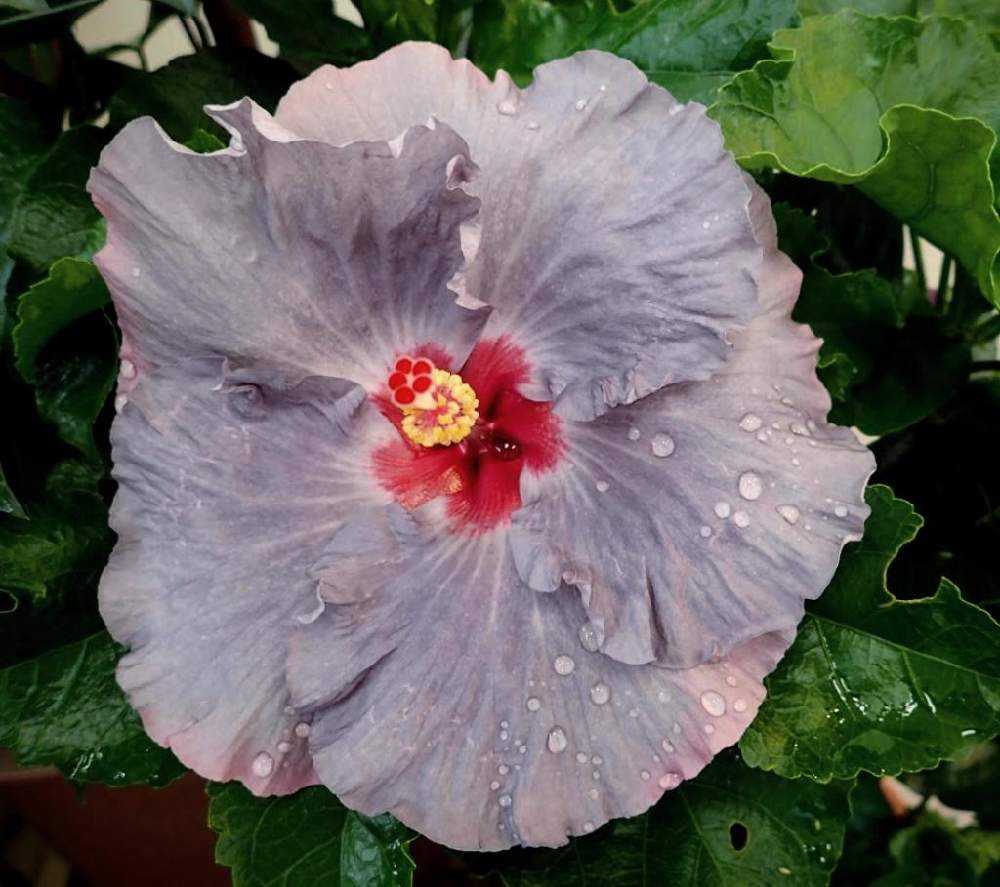 わが家のハイビスカス🌺｜🍀GreenSnap（グリーンスナップ）