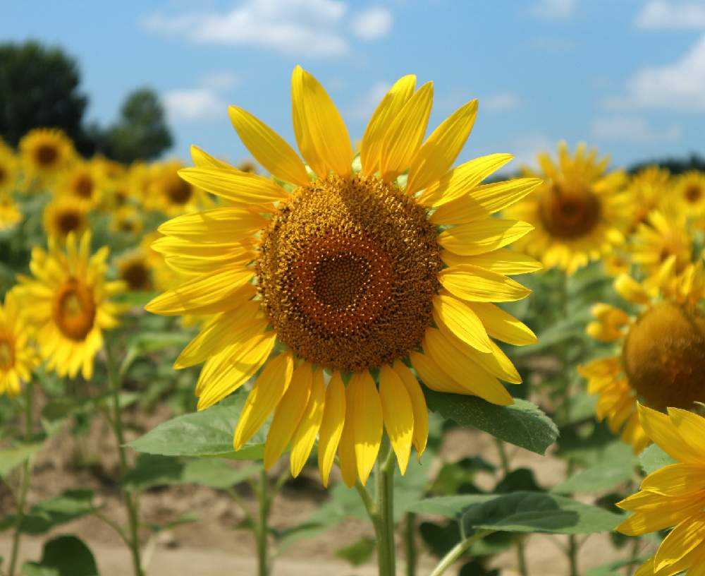 北海道 花巡り 北竜町ひまわりの里 Greensnap グリーンスナップ