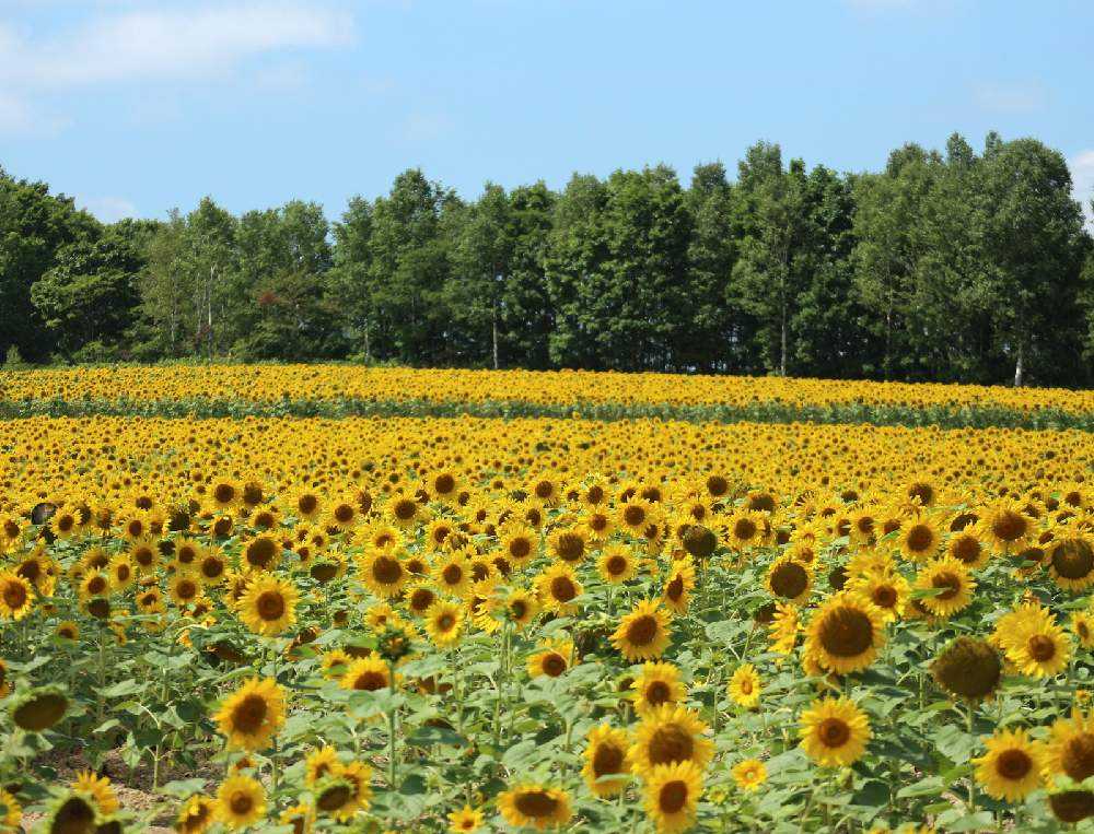 北海道 花巡り 北竜町ひまわりの里 Greensnap グリーンスナップ