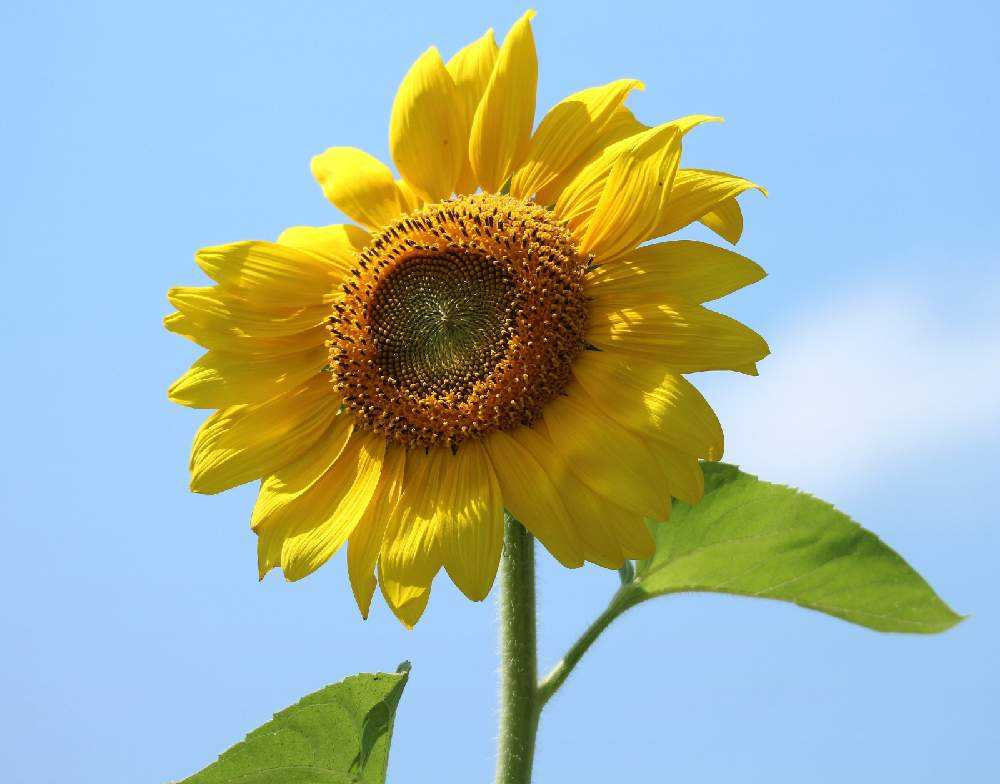 北海道 花巡り 北竜町ひまわりの里 Greensnap グリーンスナップ