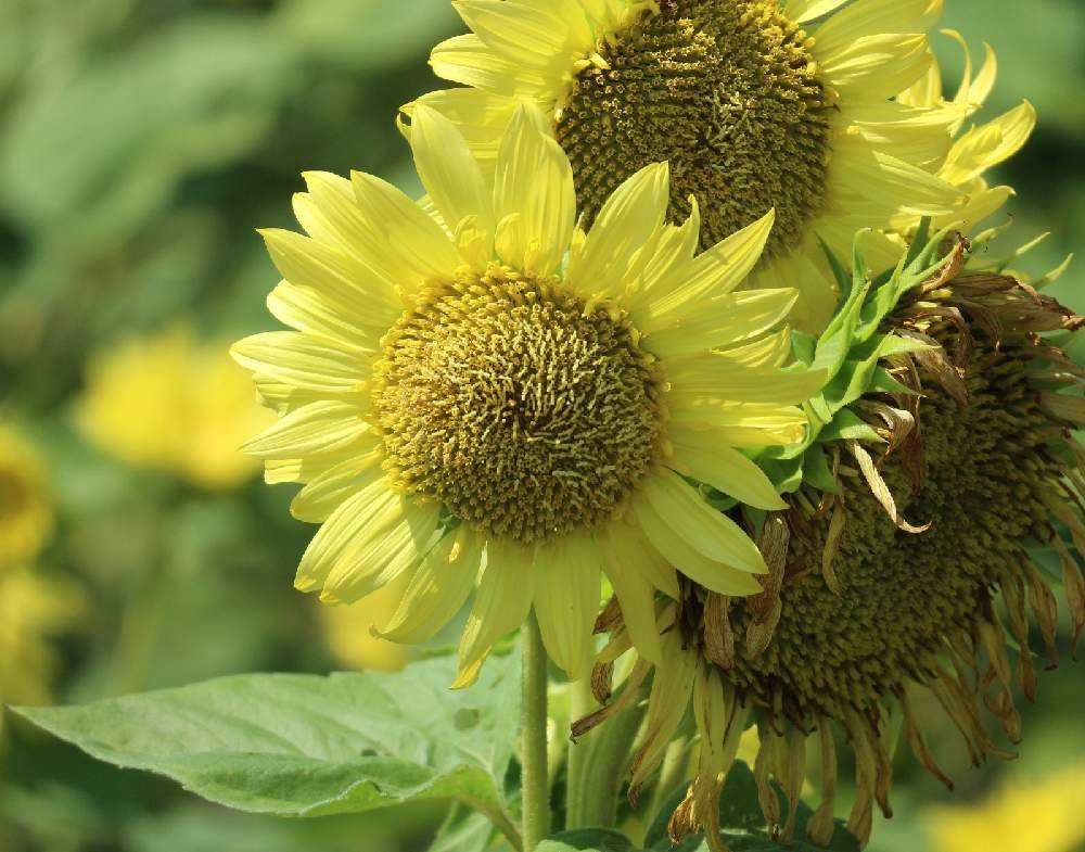 北海道 花巡り 北竜町ひまわりの里 Greensnap グリーンスナップ