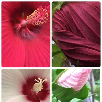 温室の花の投稿画像一覧 Greensnap グリーンスナップ