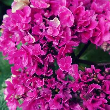 むらさき色の画像 by ヒデキさん | 広い庭とピンク系とピンクの花と紫陽花 アジサイ あじさいと紫陽花大好きと青・あお・ブルーとむらさき色とあか
