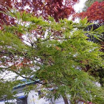 大きな木の投稿画像一覧 Greensnap グリーンスナップ