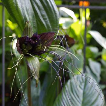 ブラックキャットの投稿画像一覧 Greensnap グリーンスナップ