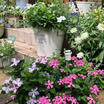 ニチニチソウ夏花火 の投稿画像一覧 Greensnap グリーンスナップ