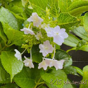 紫陽花 墨田の花火の投稿画像一覧 Greensnap グリーンスナップ 紫陽花 墨田の花火の投稿画像一覧 Greensnap グリーンスナップ