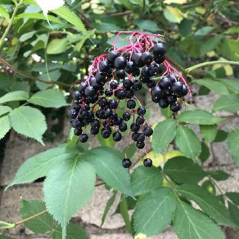 西洋ニワトコの投稿画像一覧 Greensnap グリーンスナップ