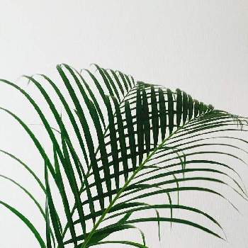 アレカヤシの投稿画像一覧 Greensnap グリーンスナップ
