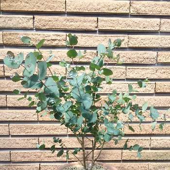 鉢植えユーカリの投稿画像一覧 Greensnap グリーンスナップ