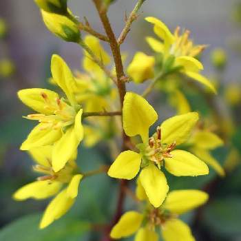 沖縄の植物の投稿画像一覧 Greensnap グリーンスナップ