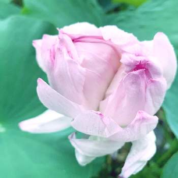ハス池の画像 by そら花さん | 多頭蓮とハスの花とハスとハス（蓮）とハスの葉と花ハスと加賀妙蓮・蓮の花と蓮 ハスとピンク ぴんく Pinkと乙女ピンクとピンク！ピンク！ピンク！とピンクの花とハス科とハス池とピンク❤︎ピンクと夏のお花と夏の花と美しい♡と今日の一枚と今日のお花とピンクとピンクのお花とハスの花♡と花好きとほんのりピンクが好きとかわいいと花が好き