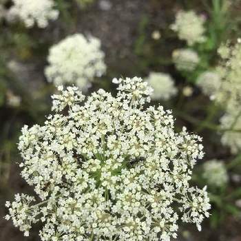 クロニンジンの投稿画像一覧 Greensnap グリーンスナップ