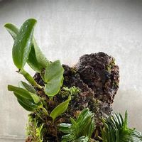 セラギネラの育て方 水やりや日当たりの加減は Greensnap グリーンスナップ