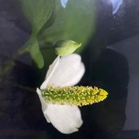 ドクダミの育て方 増やし方には注意が必要 冬越しの対策は Greensnap グリーンスナップ ドクダミの育て方 増やし方には注意が必要 冬越しの対策は Greensnap グリーンスナップ
