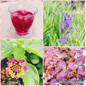 赤紫蘇ジュースの画像 by まゆさん | 小さな庭とラベンダーグロッソと赤紫蘇ジュースとクローバーとランタナと挿し芽と花壇と鉢植えと赤紫蘇　ジュースと切り戻し