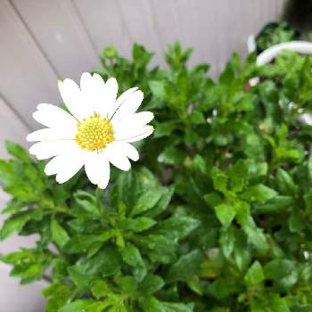 キララの投稿画像一覧 Greensnap グリーンスナップ