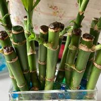 ミリオンバンブーの育て方 植え替えや剪定の時期は 水栽培もできる Greensnap グリーンスナップ