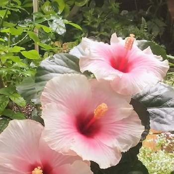 ハイビスカス グレイス3の投稿画像一覧 Greensnap グリーンスナップ