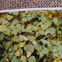 ドクダミの育て方 増やし方には注意が必要 冬越しの対策は Greensnap グリーンスナップ