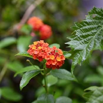 シソ 大葉 の投稿画像一覧 Greensnap グリーンスナップ