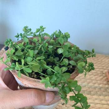 ペペロミアイザベラの投稿画像一覧 Greensnap グリーンスナップ