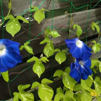 巨大輪朝顔 残月の投稿画像一覧 Greensnap グリーンスナップ