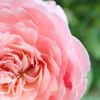 バラ たまきの投稿画像一覧 Greensnap グリーンスナップ