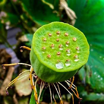 ハスの花托の投稿画像一覧 Greensnap グリーンスナップ