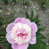 芍薬 シャクヤク の育て方 苗の植え方や植え替え時期は 肥料は必要 Greensnap グリーンスナップ