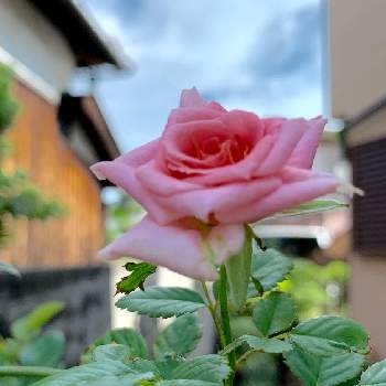 #STAY HOMEの画像 by コアラの父さん | 小さな庭とミニ薔薇♡と坪庭と#STAY HOMEとおうち園芸と可愛いと花のある暮らし