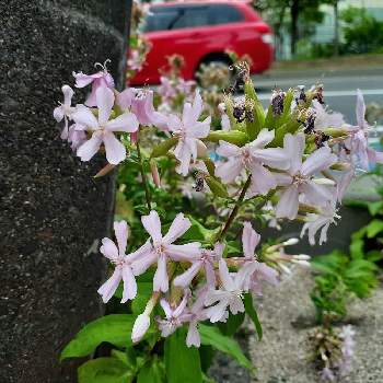 ソープワートの投稿画像一覧 Greensnap グリーンスナップ