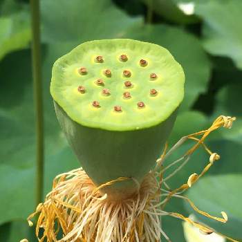 緑の花の投稿画像一覧 Greensnap グリーンスナップ