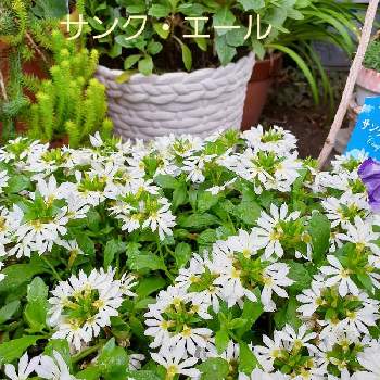 サンクエール・ホワイトの画像 by とっこさん | 小さな庭とサンクエール・ホワイトとうれしいな♪とお花大好き♡とありがとう♡とほっこり♡と元気もらえると白い花