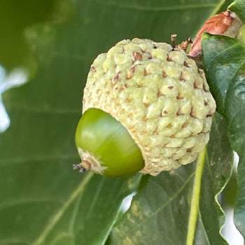 ウバメガシの実の投稿画像一覧 Greensnap グリーンスナップ