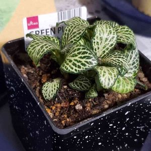 フィットニア,鉢植え,100均観葉植物,植物のある暮らし, フィットニアの画像