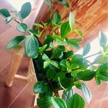 ペペロミアフェアリーの投稿画像一覧 Greensnap グリーンスナップ